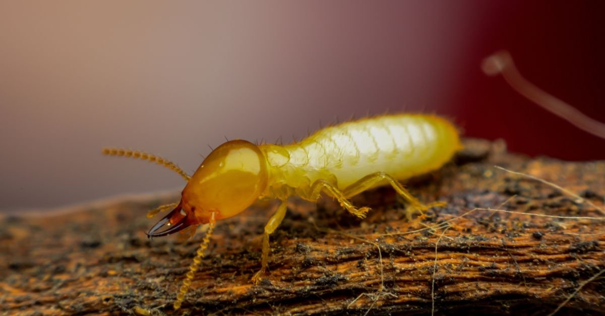 Common Termite Inspection Myths Debunked