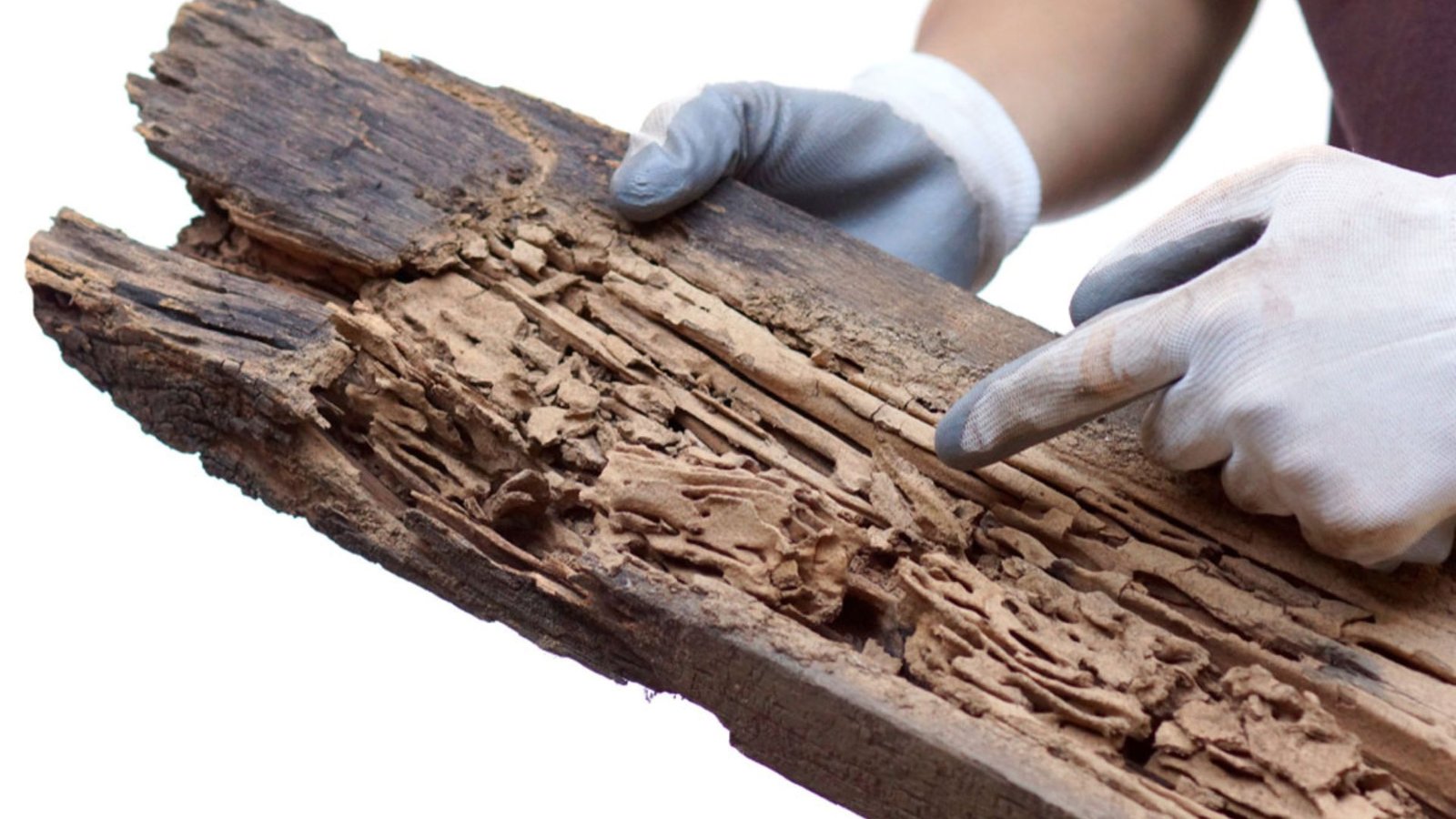 How Much Does A Termite Inspection Cost