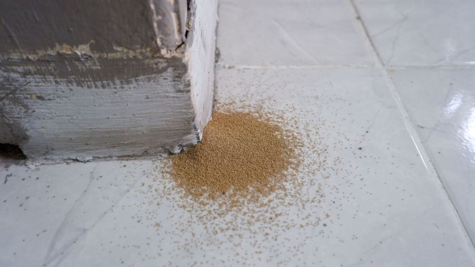 How To Spot Termite Damage Early On