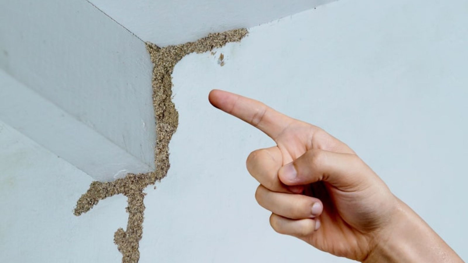 How To Spot Termite Damage Early On