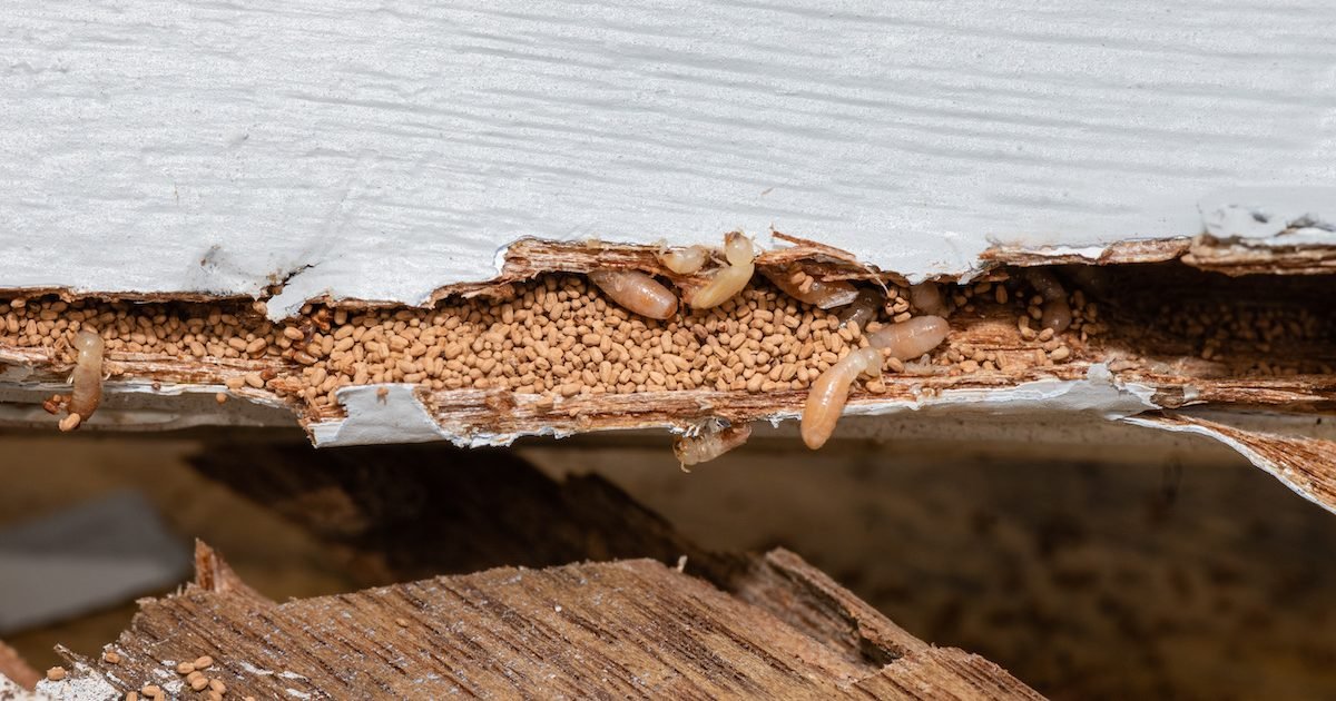 How to Detect Termite Damage Before It’s Too Late