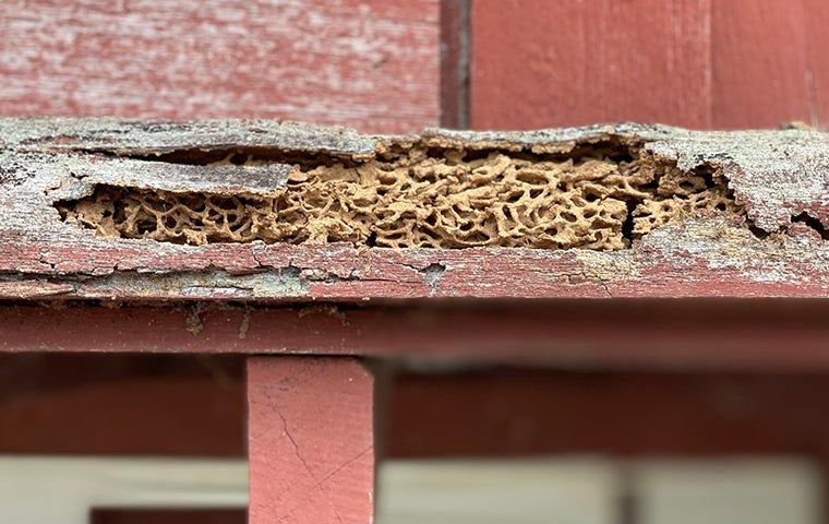 How to Detect Termite Damage Before It’s Too Late