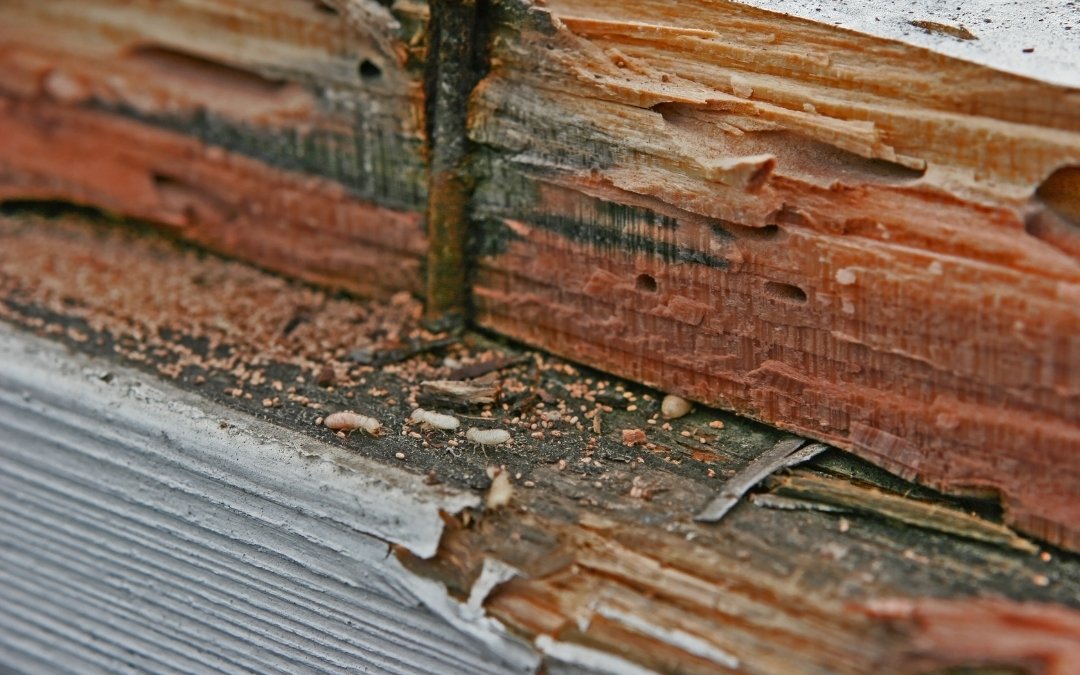 How to Identify Signs of Previous Termite Damage