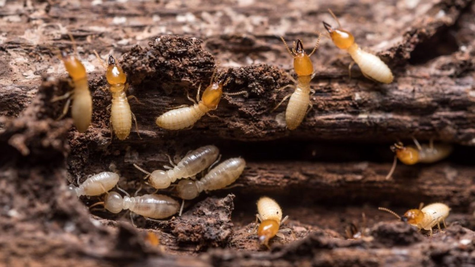 Importance Of Termite Inspection For Homeowners