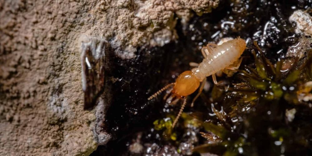 Termite Inspection Checklist for Homeowners