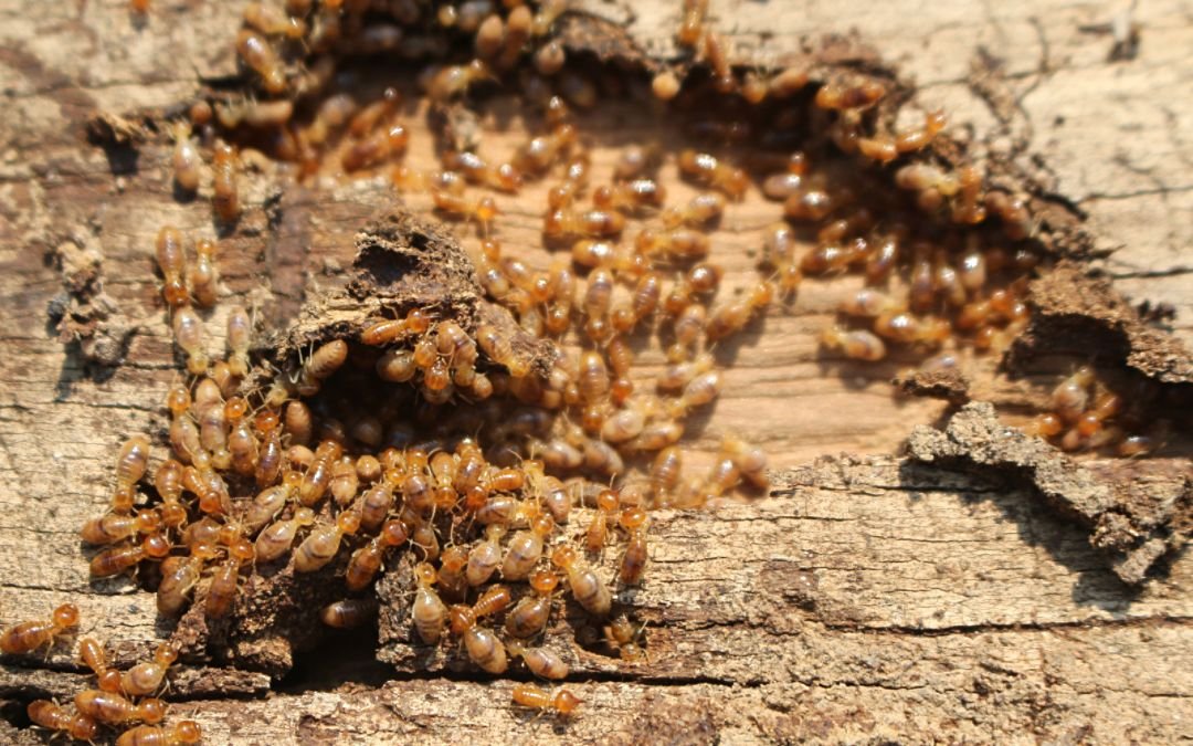 What Happens During a Termite Inspection?