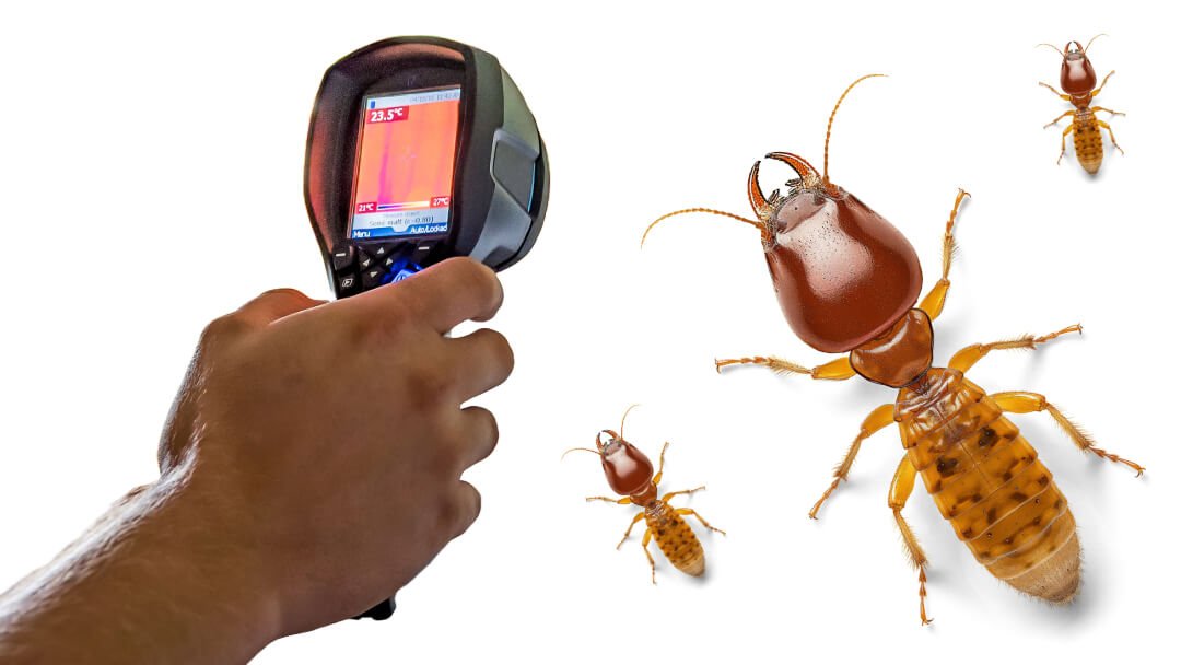 Why Regular Termite Inspections Are Important