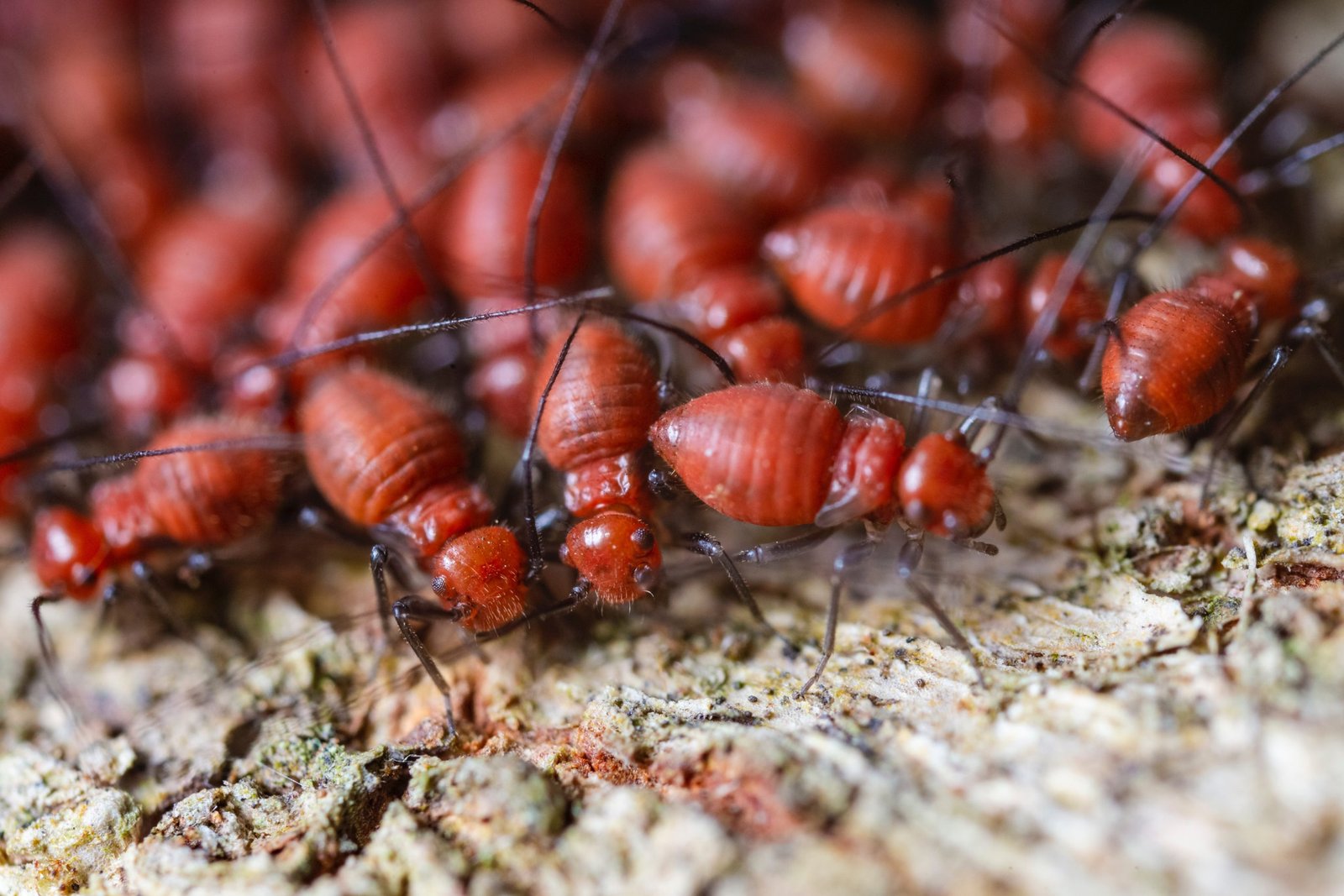 Why Regular Termite Inspections Are Important