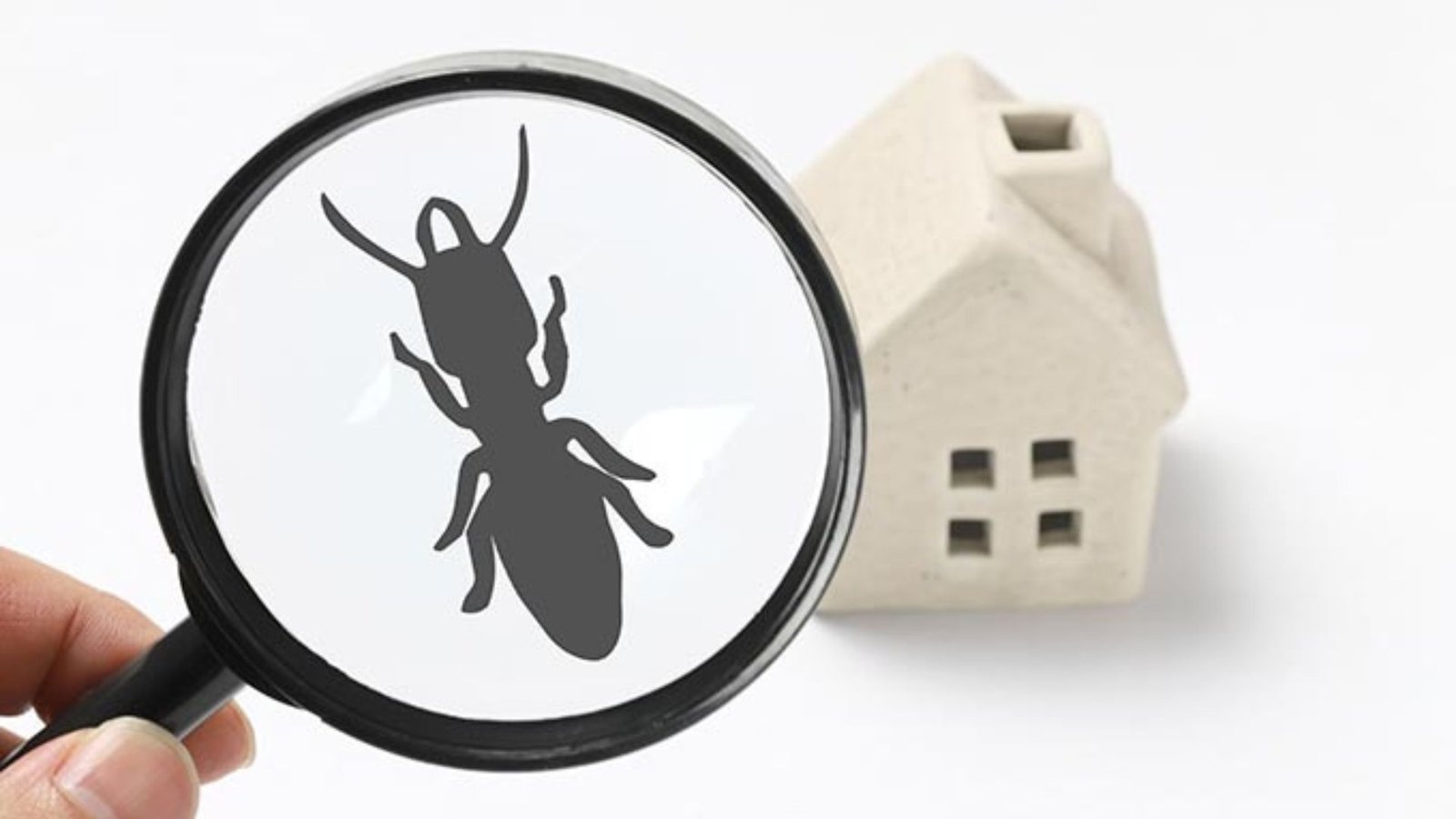 Why Regular Termite Inspections Are So Important.