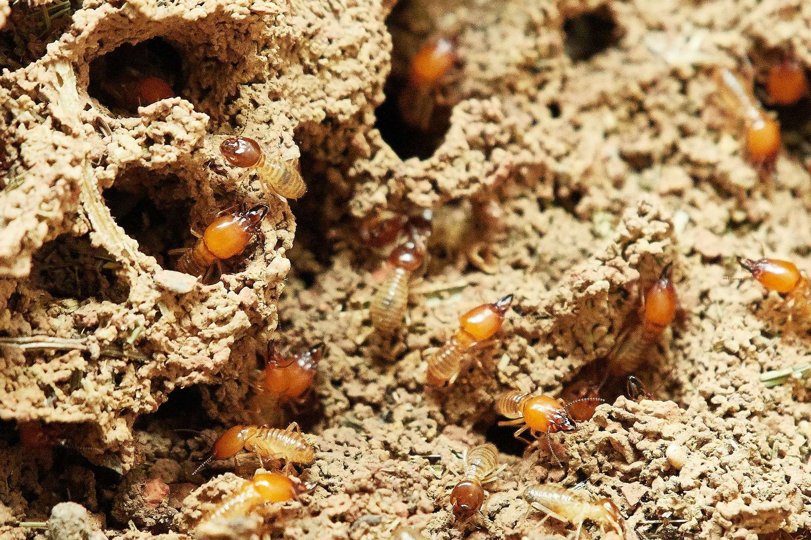 Why Termite Inspections Matter for Home Sellers